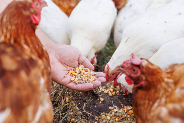 istock Farmer hand-feeding free-range chickens with organic grain on a rural farm 2205677702