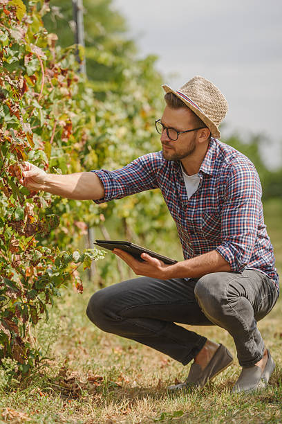 istock A male agronomist in a straw hat and plaid shirt inspects grapevines while using a digital tablet in a vineyard. He applies modern technology for precision farming and crop health monitoring. 2205677849