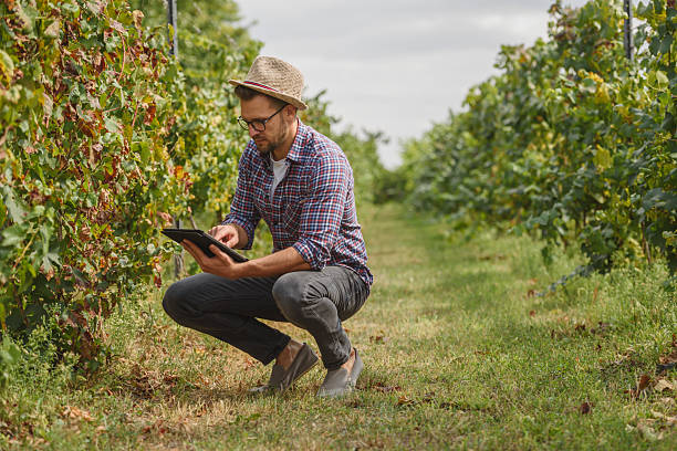 istock An agronomist examines the health of grapevines in a vineyard while using a digital tablet. He carefully inspects the leaves and grapes, integrating technology with modern agriculture for precision farming. 2205677850