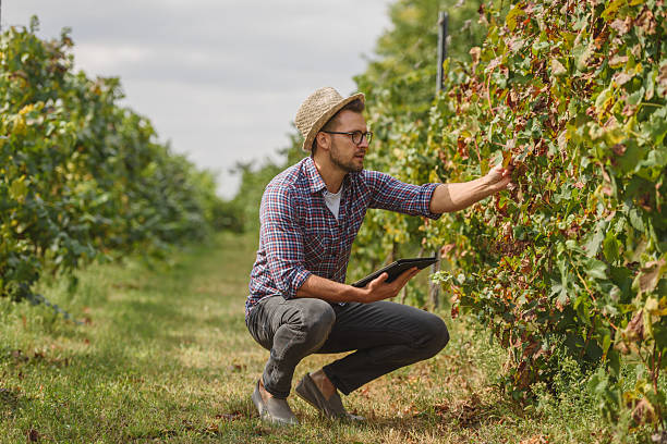 istock An agronomist examines the health of grapevines in a vineyard while using a digital tablet. He carefully inspects the leaves and grapes, integrating technology with modern agriculture for precision farming. 2205677860