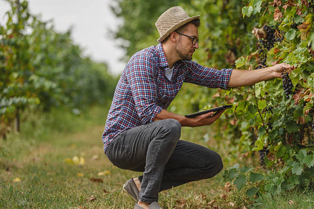 istock A male agronomist in a straw hat and plaid shirt inspects grapevines while using a digital tablet in a vineyard. He applies modern technology for precision farming and crop health monitoring. 2205677869