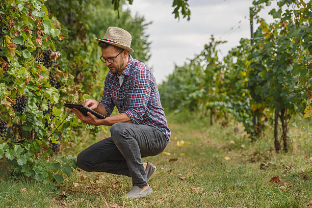 istock An agronomist examines the health of grapevines in a vineyard while using a digital tablet. He carefully inspects the leaves and grapes, integrating technology with modern agriculture for precision farming. 2205677880
