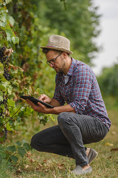 istock A male agronomist in a straw hat and plaid shirt inspects grapevines while using a digital tablet in a vineyard. He applies modern technology for precision farming and crop health monitoring. 2205677898