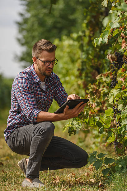 istock An agronomist examines the health of grapevines in a vineyard while using a digital tablet. He carefully inspects the leaves and grapes, integrating technology with modern agriculture for precision farming. 2205677933