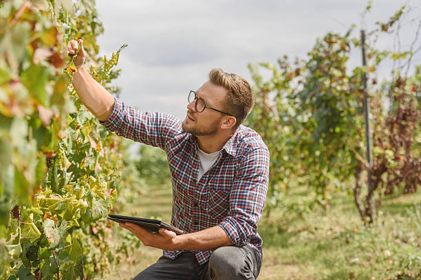 istock An agronomist examines the health of grapevines in a vineyard while using a digital tablet. He carefully inspects the leaves and grapes, integrating technology with modern agriculture for precision farming. 2205677957