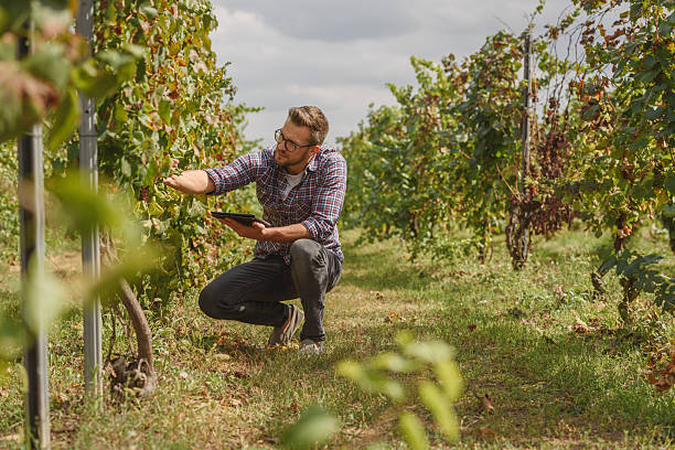 istock An agronomist examines the health of grapevines in a vineyard while using a digital tablet. He carefully inspects the leaves and grapes, integrating technology with modern agriculture for precision farming. 2205677990