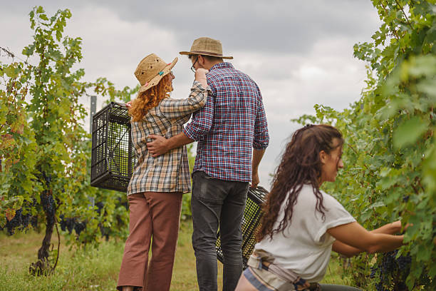 istock A couple walks through a lush vineyard carrying empty harvest crates, dressed in plaid shirts and straw hats. They share a warm, affectionate moment while preparing for grape picking. 2205678217