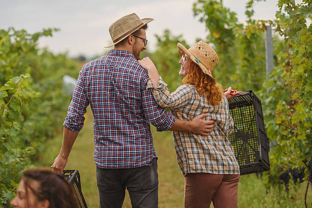 A couple walks through a lush vineyard carrying empty harvest crates, dressed in plaid shirts and straw hats. They share a warm, affectionate moment while preparing for grape picking.