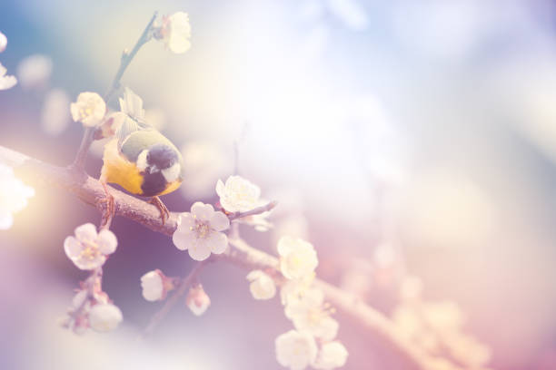 Tit Bird sitting on sakura cherry tree branch on fantasy mysterious spring blurred background, fabulous fairy tale floral garden with portrait of cute little songbird, beautiful artistic toned image.