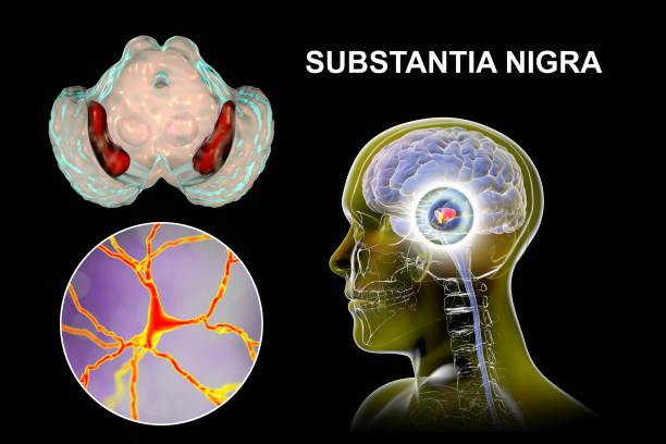 istock Substantia nigra and dopaminergic neurons, illustration 2205678582
