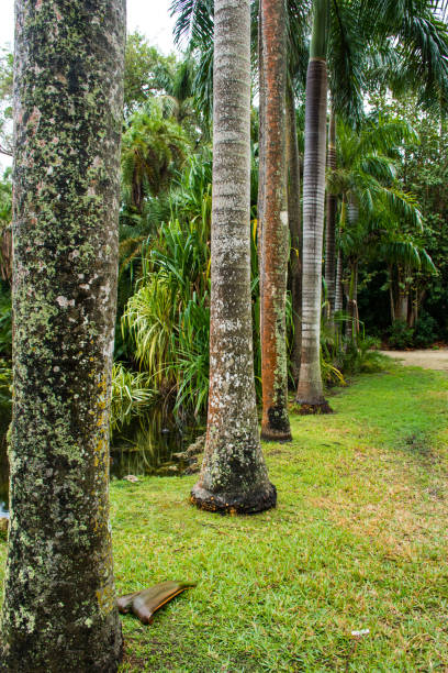 Exploring a tropic botanic garden in South Florida near Fort Lauderdale.