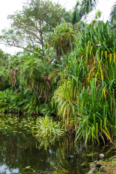 istock Exploring a tropic botanic garden in South Florida 2205678861
