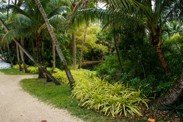 istock Exploring a tropic botanic garden in South Florida 2205678865