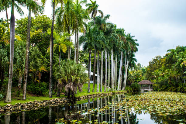 istock Exploring a tropic botanic garden in South Florida 2205678875