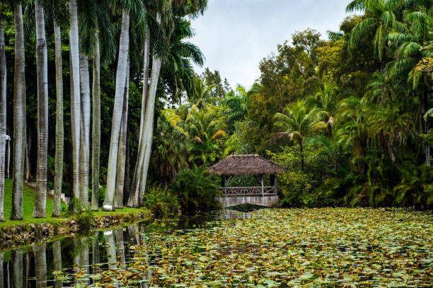 istock Exploring a tropic botanic garden in South Florida 2205678881