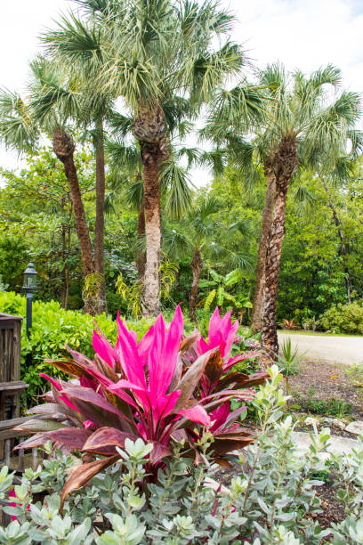 istock Exploring a tropic botanic garden in South Florida 2205678952