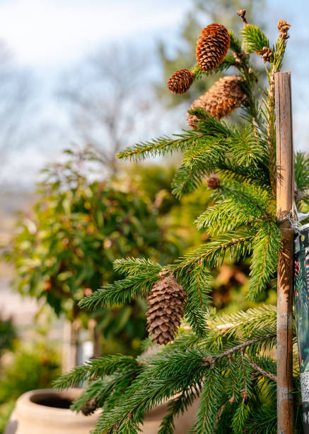 istock Pine Cones on a Small Christmas Tree in Bright Sunlight 2205679688