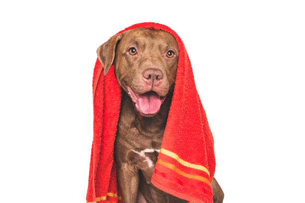 istock Cute dog and red towel. Studio shot 2205680091