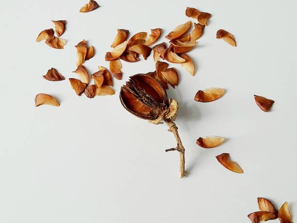 istock Dried seeds on white background. 2205682416
