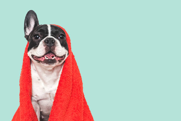 istock Cute puppy and red towel. Studio shot 2205682462
