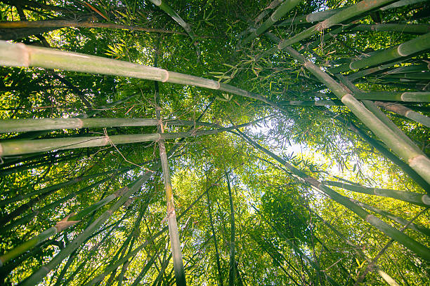 istock Looking up through nature’s green pillars. 2205683383