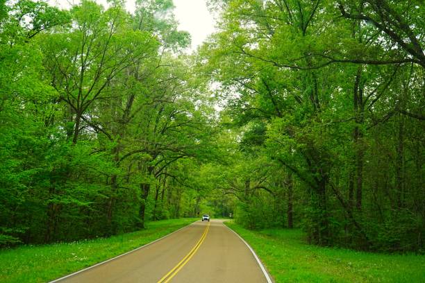 istock Natchez Trace National Park Mississippi 2205683796