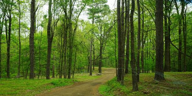 istock Natchez State Park Mississippi 2205683839
