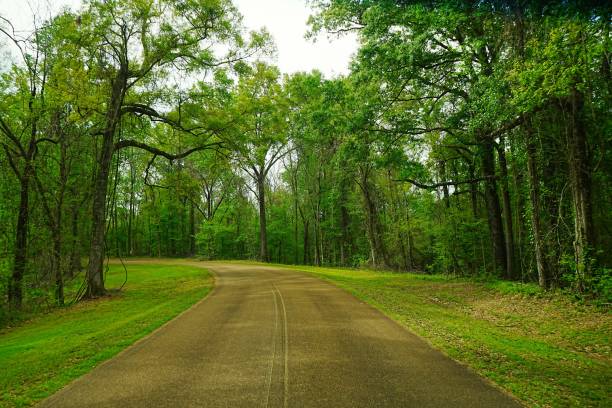 istock Natchez State Park Mississippi 2205683873