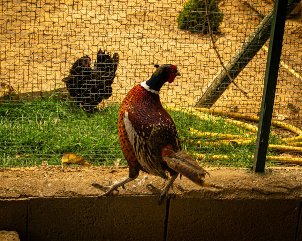 istock Male Pheasant on the farm 2205685482