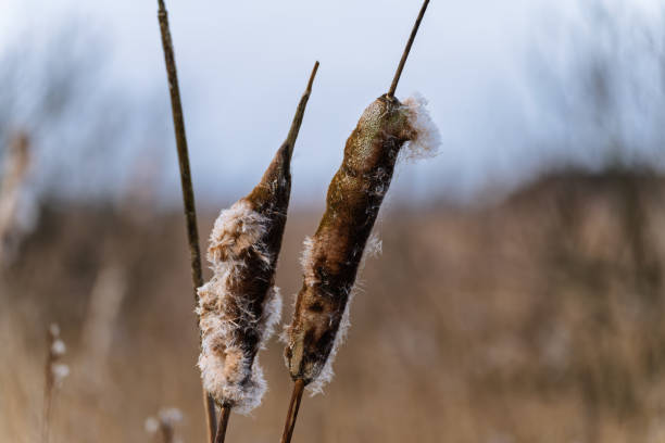 Two Cattail Plants in Nature During Late Autumn Season
