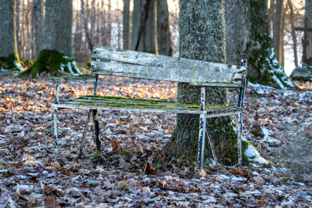 istock Rustic Old Bench with Moss and Lichen in a Tranquil Forest Landscape 2205687383
