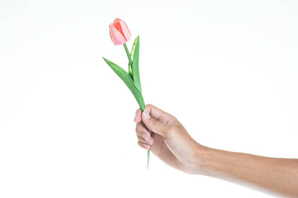 Red tulips. Spring storytelling.