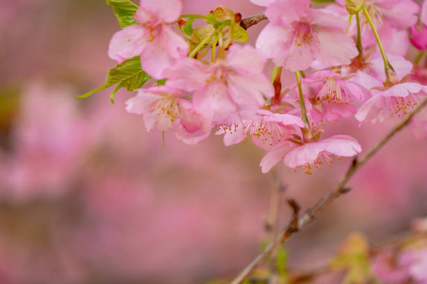 Early blooming cherry blossoms Kawazu cherry blossoms