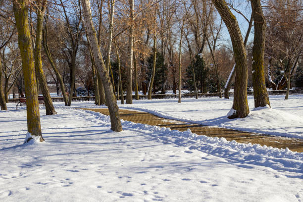 Winter forest. Cleared path for walking. Snow lies on the ground. Footprints in the snow.