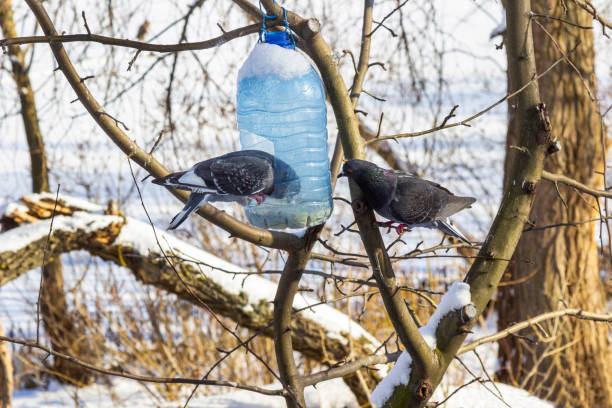 A bird feeder made from a plastic bottle hangs on a tree branch. Two birds peck grains from the feeder.