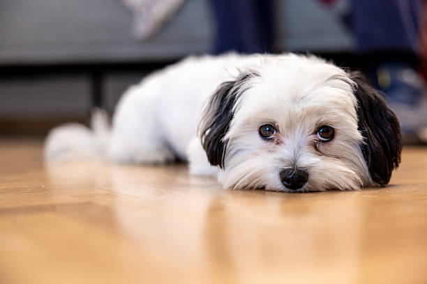 istock Cozy Pup Moment 2205689005