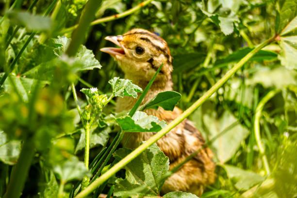 female blackbird brooding