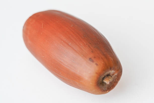 Detailed macro shot of a single acorn isolated on a white background, showcasing its smooth texture and natural brown color.