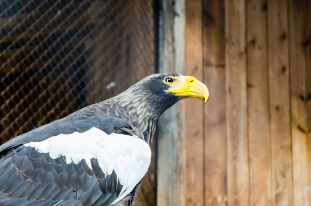 Close-Up Of The Head Of A Bald Eagle