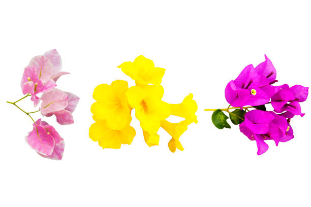 Three isolated tropical thai flowers