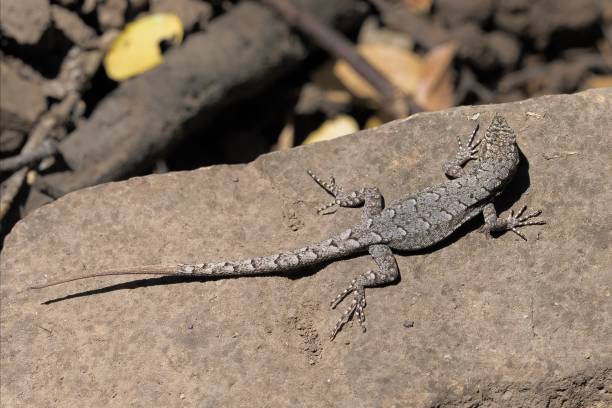 istock A Blue-Green Smooth-throated Lizard sunbathes on a rock 2205691863