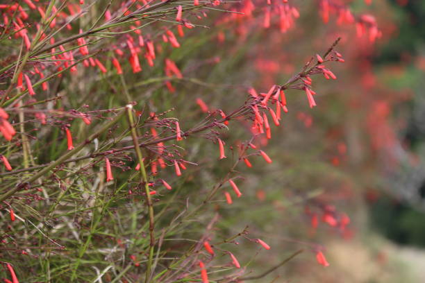 istock The firecracker plant has long, thin red flowers that form vertical rows along the top of its foliage. 2205691868