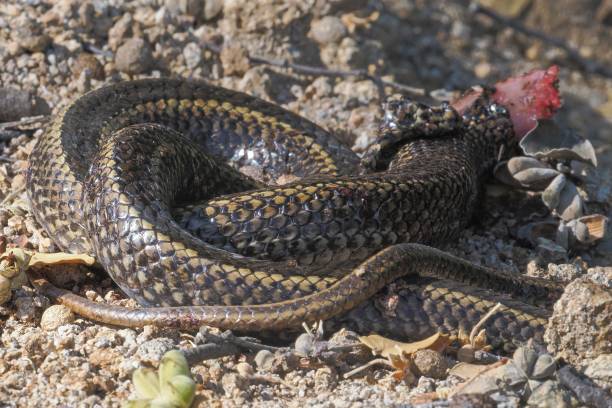 istock A dead Chilean Green Racer snake after eagle attack 2205691987