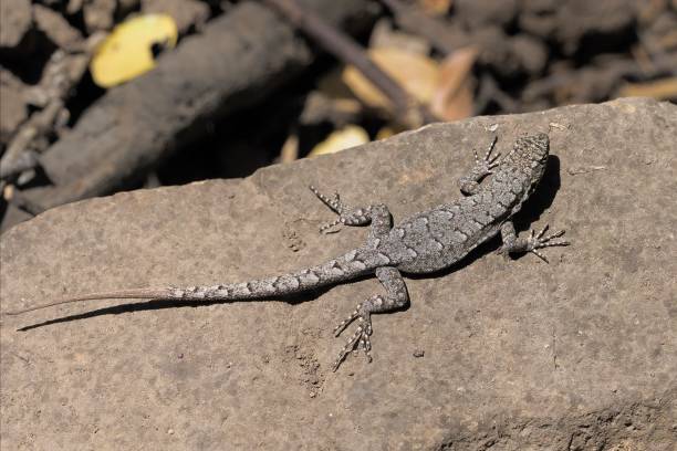 istock A Blue-Green Smooth-throated Lizard sunbathes on a rock 2205692106