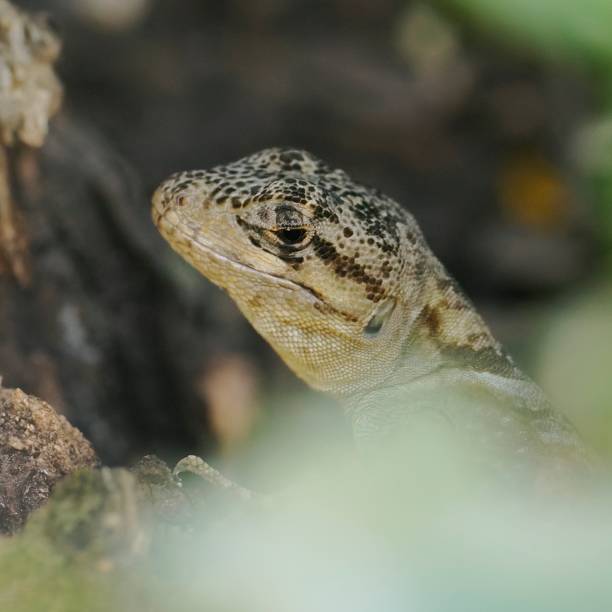 istock A single, rare and endemic Alvaro's Anole lizard in central Chile 2205692149
