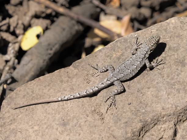 istock A Blue-Green Smooth-throated Lizard sunbathes on a rock 2205692170