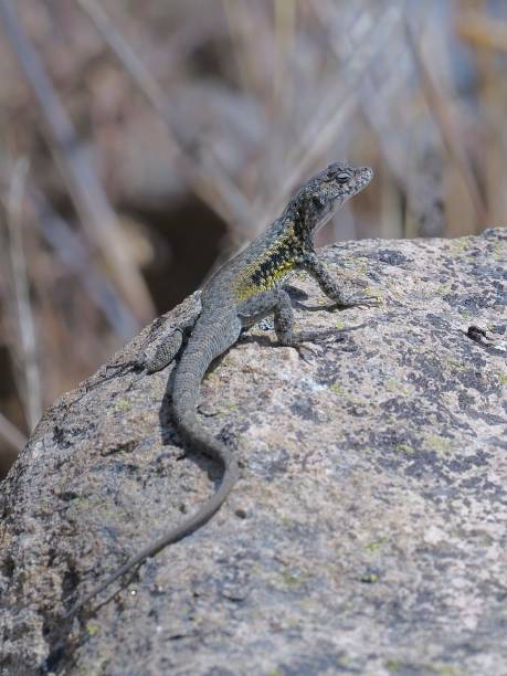 istock A single, male San Francisco River Smooth-throated Lizard 2205692248