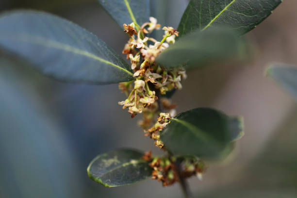 Macro photo of a narrow-leaved mock privet (Phillyrea Angustifolia) flower.