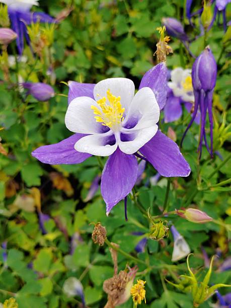 istock Aquilegia viridiflora Pall. 2205692903