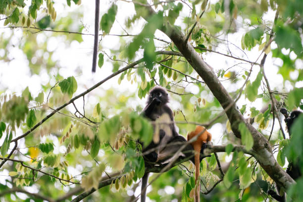 istock Dusky leaf monkey (Trachypithecus obscurus) sitting on tree branch and looking to the left against a green background. 2205697273